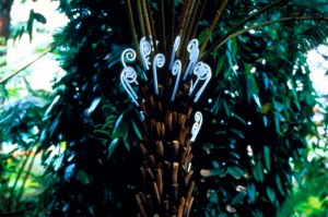 Language of the Trees