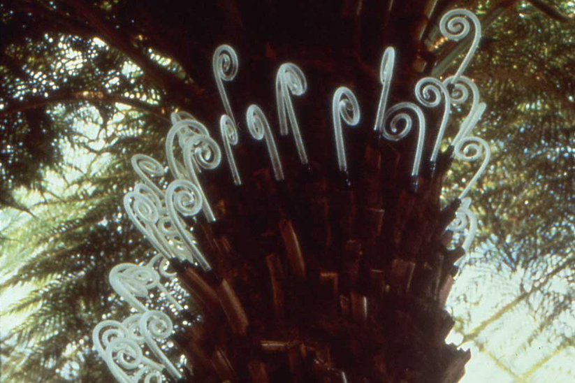 Treefern Cascade