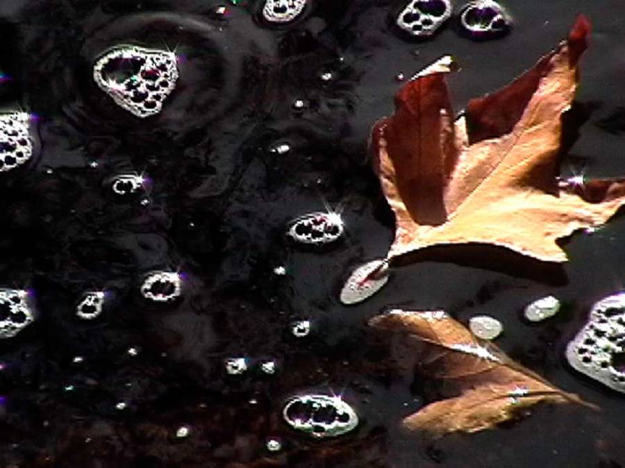 bubbles single leaf BD