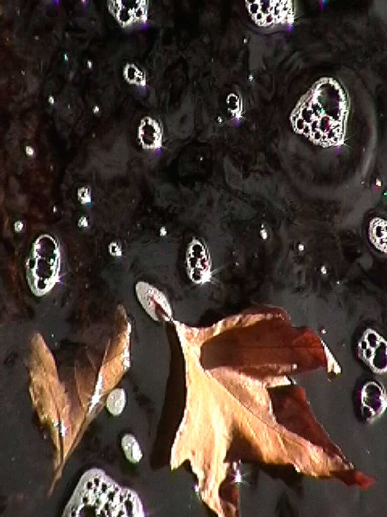 bubbles single leaf BD 2