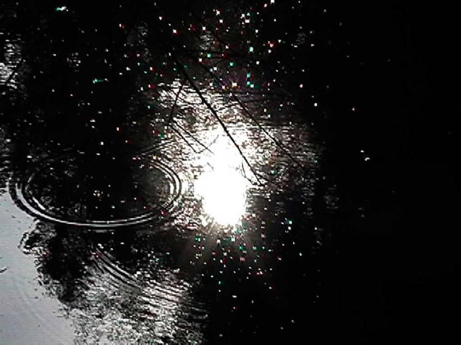 coloured spots in tree