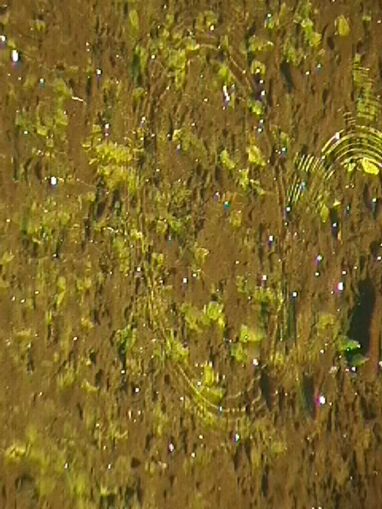 multi greenleaf reflections