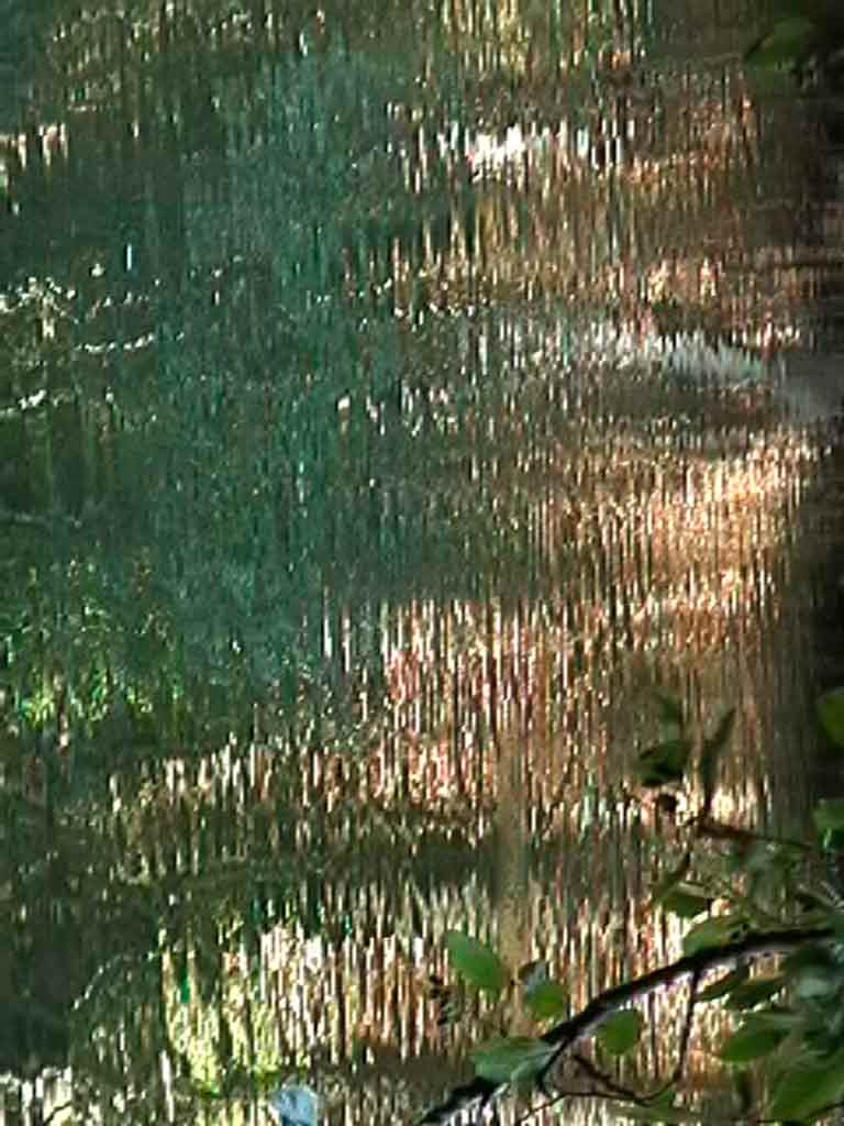 wide reflection tree